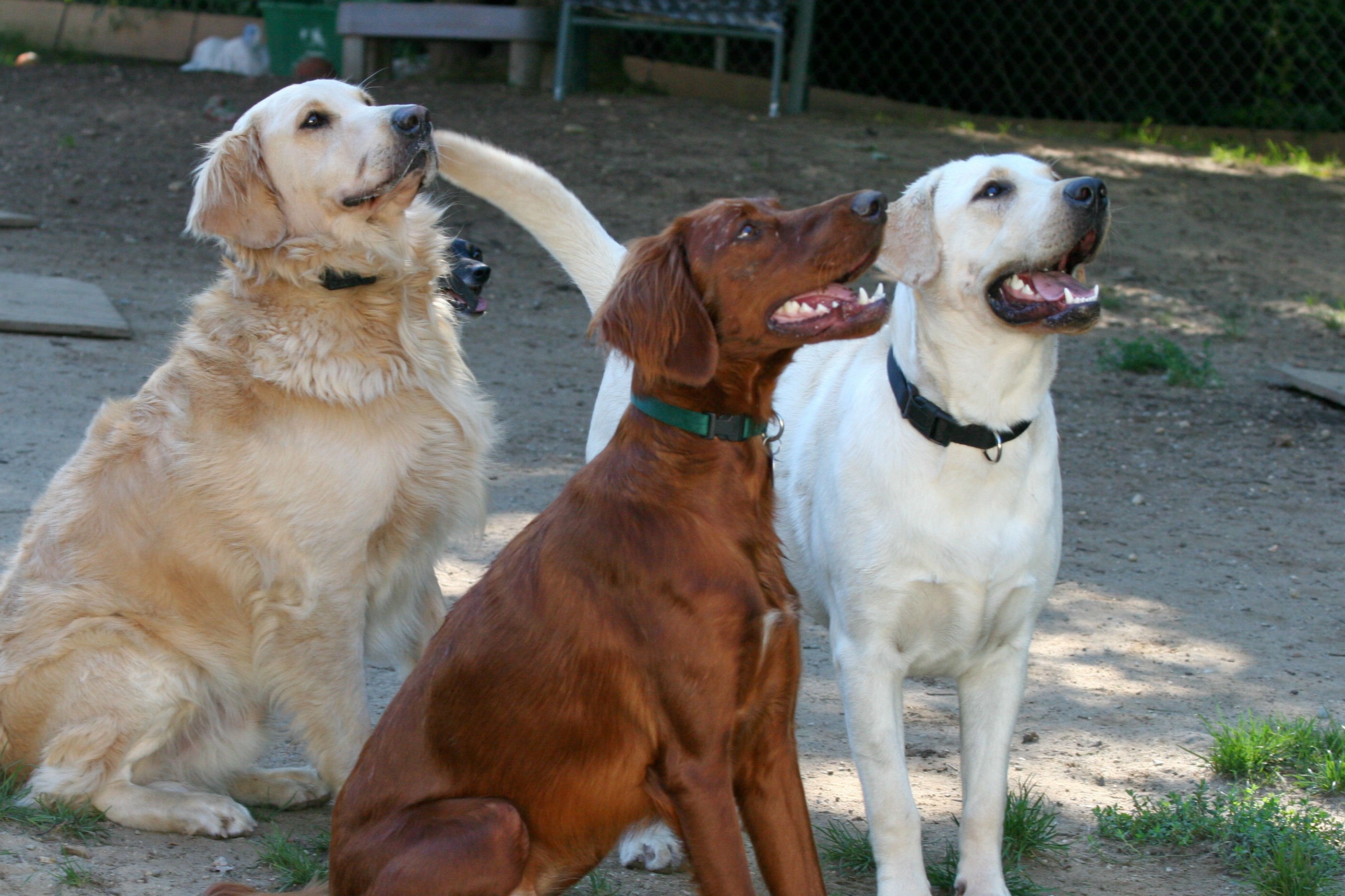 doggie-day-care-policies